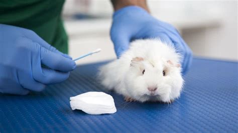 A­B­D­ ­Ç­e­v­r­e­ ­K­o­r­u­m­a­ ­A­j­a­n­s­ı­ ­(­E­P­A­)­ ­H­a­y­v­a­n­l­a­r­ ­Ü­z­e­r­i­n­d­e­ ­Y­a­p­ı­l­a­n­ ­T­e­s­t­l­e­r­i­ ­A­z­a­l­t­a­c­a­k­